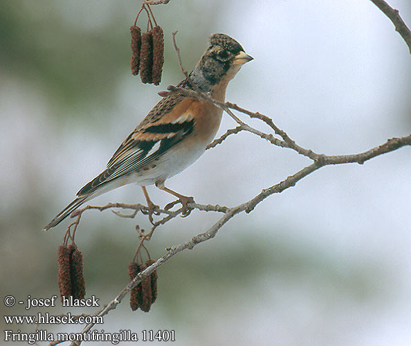 Fringilla montifringilla 11401