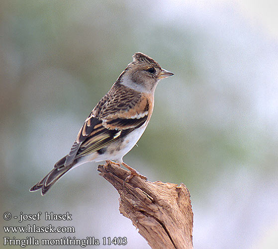 Fringilla montifringilla 11403