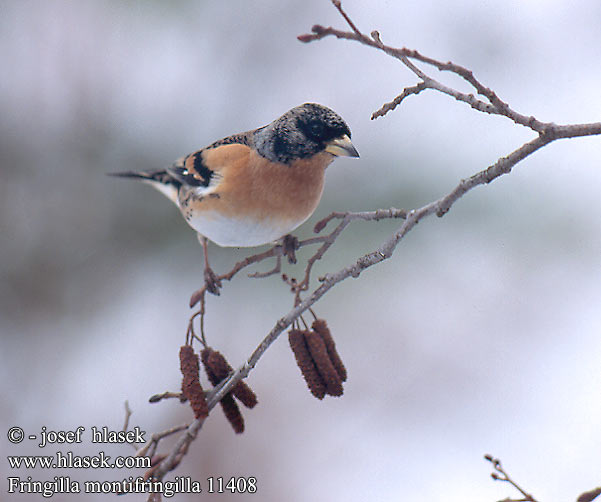 Fringilla montifringilla 11408