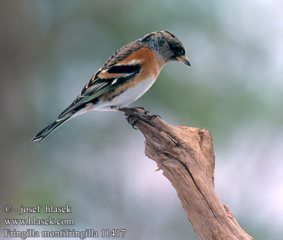 Fringilla montifringilla 11417