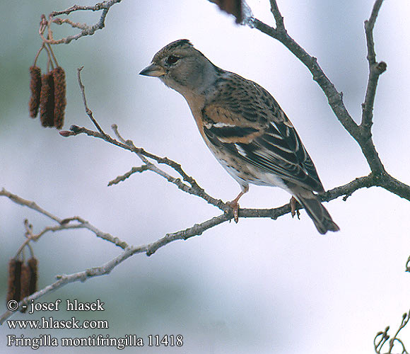 Fringilla montifringilla 11418