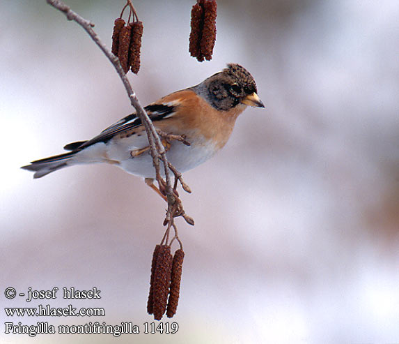 Fringilla montifringilla 11419