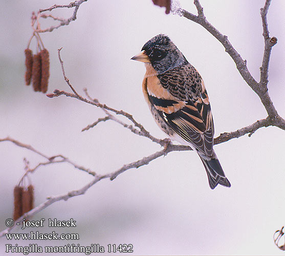 Fringilla montifringilla 11422