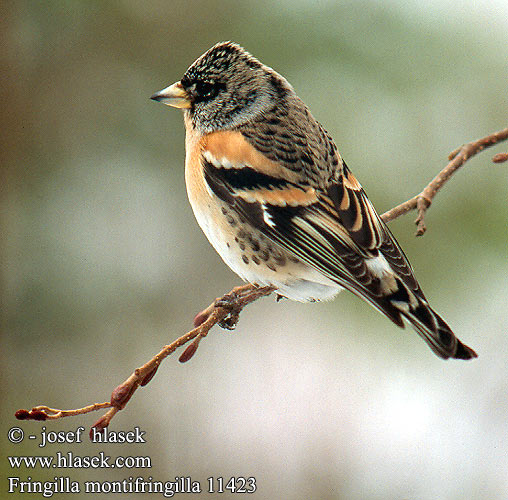 Fringilla montifringilla 11423