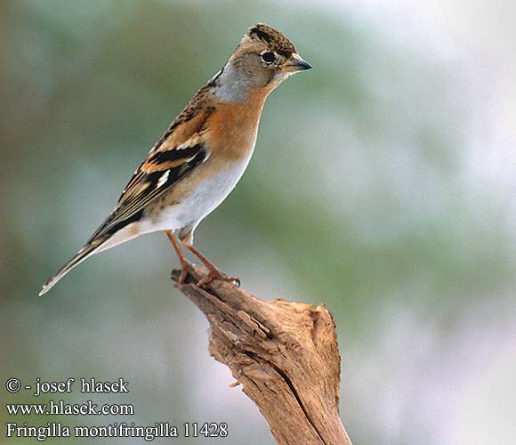 Fringilla montifringilla 11428