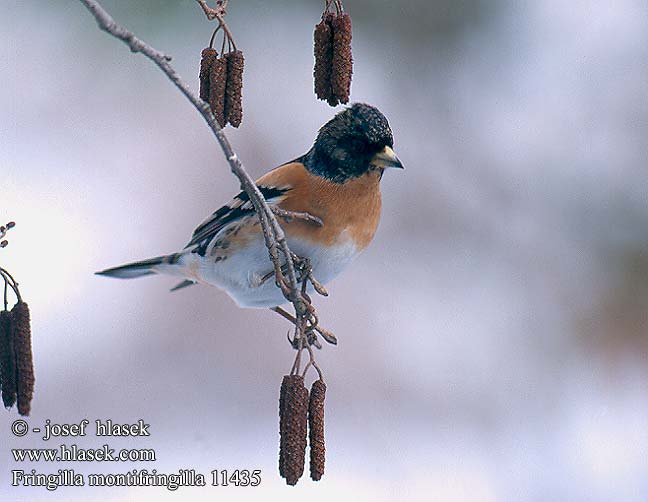 Fringilla montifringilla 11435