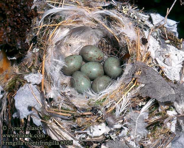 Fringilla montifringilla eggs nest