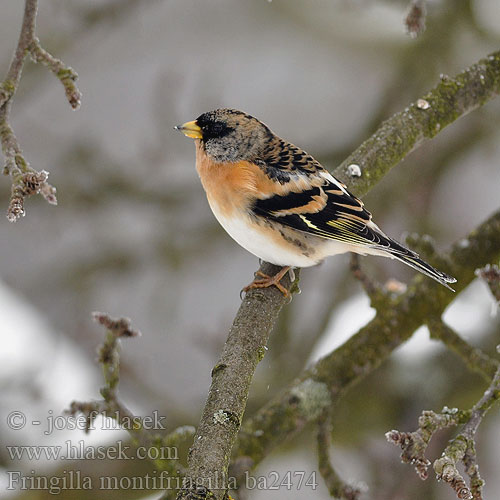 Fringilla montifringilla ba2474