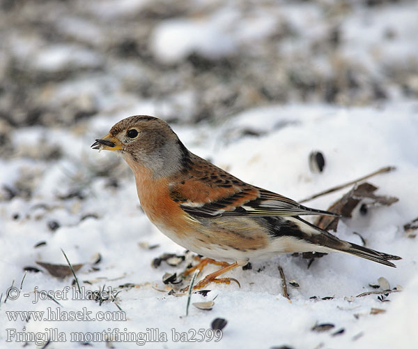 Jer Fenyopinty Pinka severská Ziemas žubite Pohjavint Fringilla montifringilla Brambling Bergfink Pinson Nord Pinzón Real Pěnkava jíkavec Kvækerfinke Keep Järripeippo Peppola Bjørkefink Bergfink 燕雀 Вьюрок アトリ الشرشور 되새 Χειμωνόσπινος6 Tentilhão-montês В'юрок Dağ ispinozu פרוש הרים