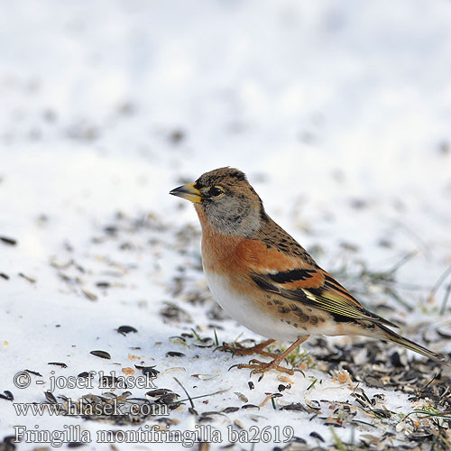 Fringilla montifringilla ba2619