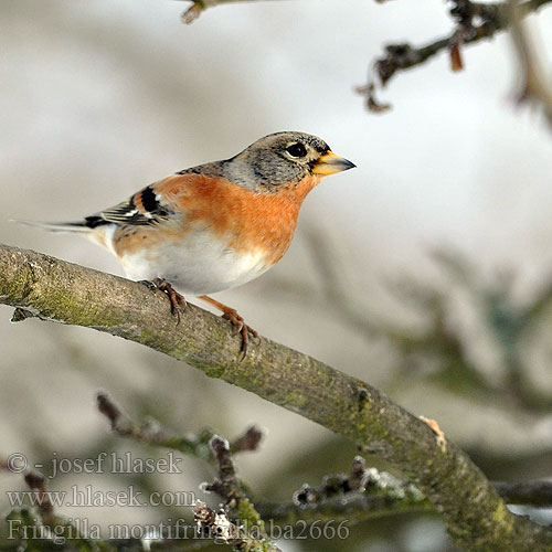 Fringilla montifringilla ba2666