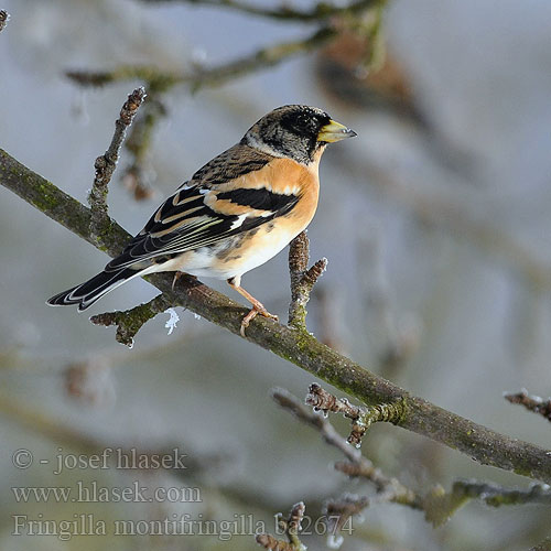 Fringilla montifringilla ba2674