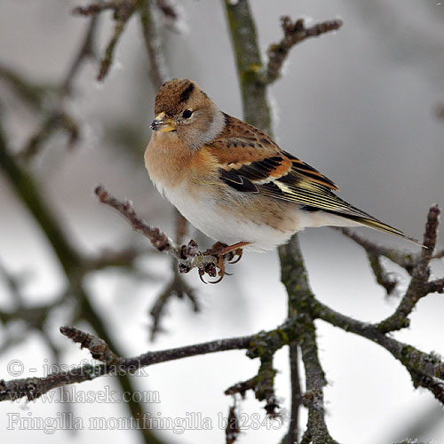 Fringilla montifringilla ba2845