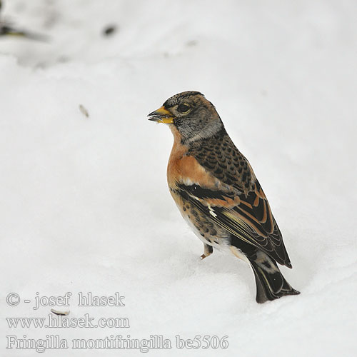 Fringilla montifringilla be5506