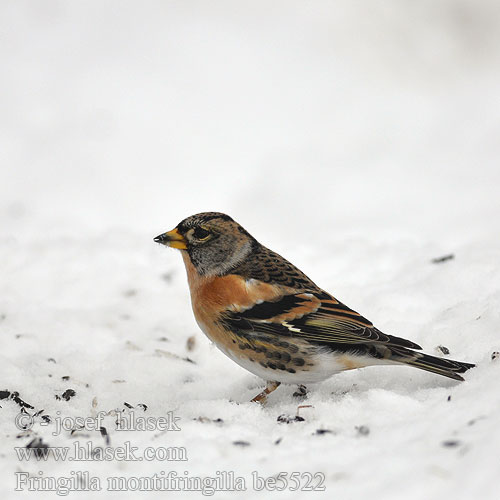 Fringilla montifringilla be5522