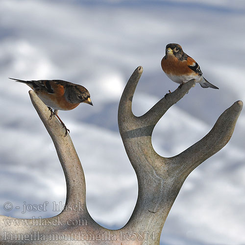 Fringilla montifringilla be5874