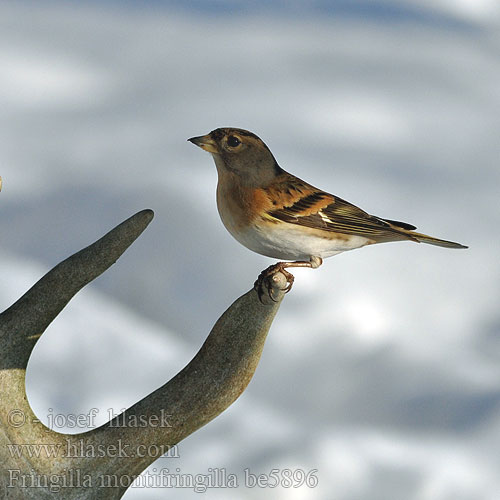 Jer Fenyopinty Pinka severská Ziemas žubite Pohjavint Fringilla montifringilla Brambling Bergfink Pinson Nord Pinzón Real Pěnkava jíkavec Kvækerfinke Keep Järripeippo Peppola Bjørkefink Bergfink 燕雀 Вьюрок アトリ الشرشور 되새 Χειμωνόσπινος Tentilhão-montês В'юрок Dağ ispinozu פרוש הרים