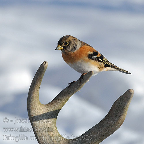 Fenyopinty Pinka severská Ziemas žubite Pohjavint Fringilla montifringilla Brambling Bergfink Pinson Nord Pinzón Real Pěnkava jíkavec Kvækerfinke Keep Järripeippo Peppola Bjørkefink Bergfink 燕雀 Вьюрок アトリ الشرشور 되새 Χειμωνόσπινος Tentilhão-montês В'юрок Dağ ispinozu פרוש הרים Jer