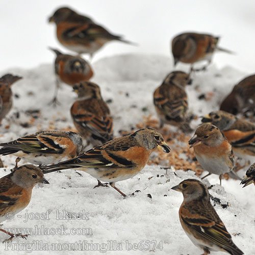 Pinka severská Ziemas žubite Pohjavint Fringilla montifringilla Brambling Bergfink Pinson Nord Pinzón Real Pěnkava jíkavec Kvækerfinke Keep Järripeippo Peppola Bjørkefink Bergfink 燕雀 Вьюрок アトリ الشرشور 되새 Χειμωνόσπινος Tentilhão-montês В'юрок Dağ ispinozu פרוש הרים Jer Fenyopinty