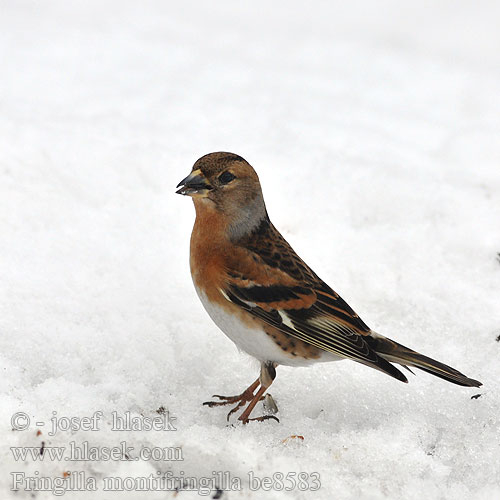 Fringilla montifringilla be6583