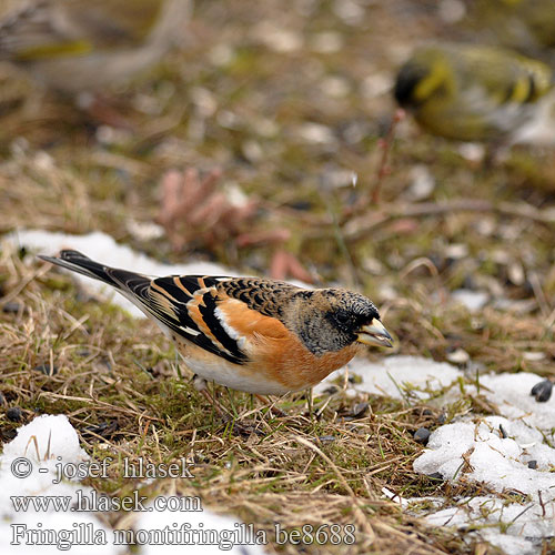 Fringilla montifringilla be8688