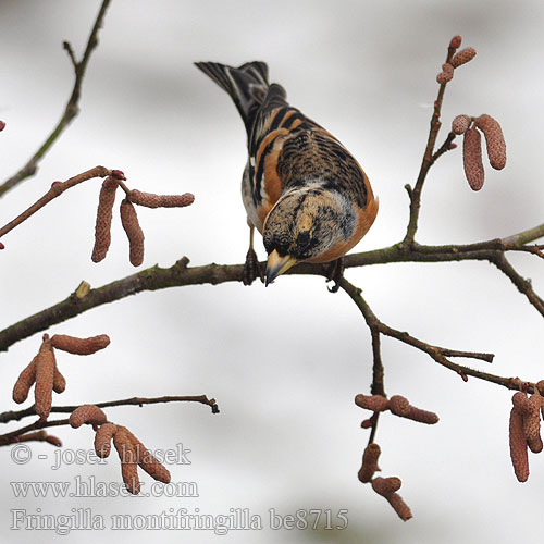 Brambling Bergfink Pinson Nord Pinzón Real Pěnkava jíkavec Kvækerfinke Keep Järripeippo Peppola Bjørkefink Bergfink 燕雀 Вьюрок アトリ الشرشور 되새 Χειμωνόσπινος Tentilhão-montês В'юрок Dağ ispinozu פרוש הרים Jer Fenyopinty Pinka severská Ziemas žubite Pohjavint Fringilla montifringilla