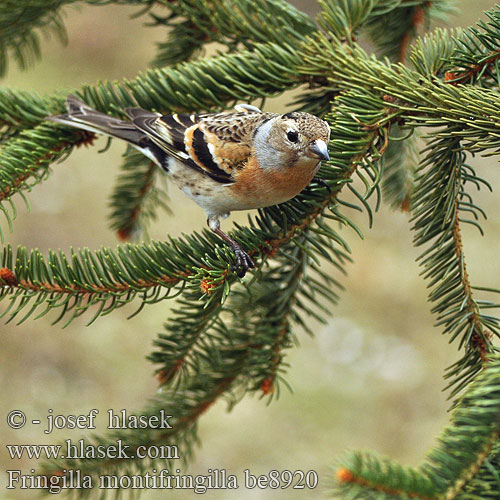 Fringilla montifringilla be8920