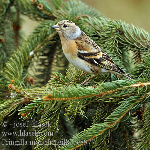 Fringilla montifringilla be8977