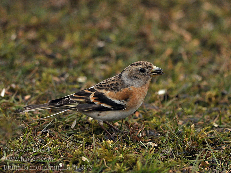 Fringilla montifringilla Brambling Bergfink Pinson Nord