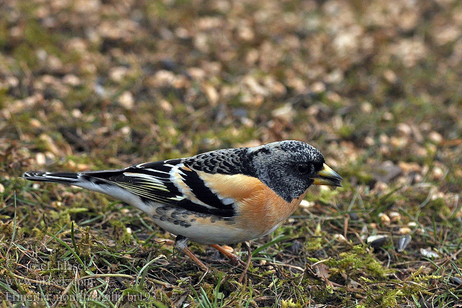 Fringilla montifringilla Pinzón Real Pěnkava jíkavec