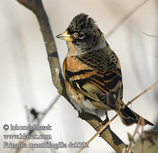 Fringilla montifringilla dc2392