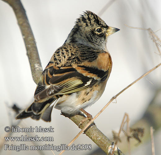 Fringilla montifringilla dc2398