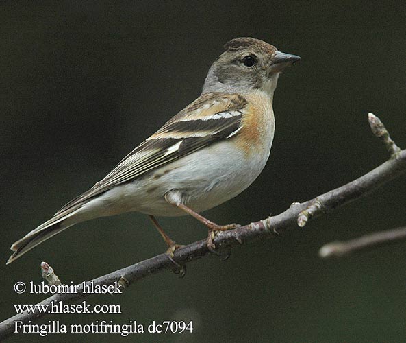 Tentilhão-montês В'юрок Dağ ispinozu פרוש הרים Jer Fenyopinty Pinka severská Ziemas žubite Pohjavint Fringilla montifringilla Brambling Bergfink Pinson Nord Pinzón Real Pěnkava jíkavec Kvækerfinke Keep Järripeippo Peppola Bjørkefink Bergfink 燕雀 Вьюрок アトリ الشرشور 되새 Χειμωνόσπινος