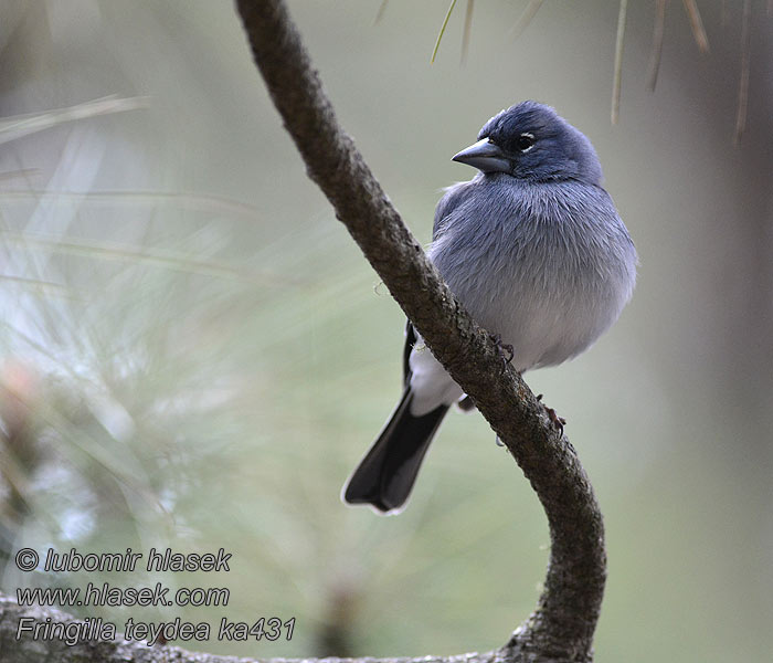 Fringilla teydea Pinson bleu