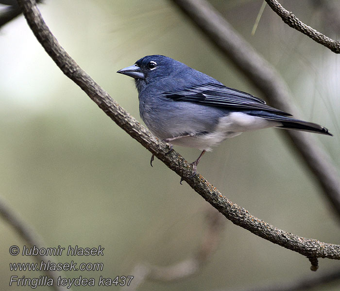 Fringilla teydea Pinzón Azul