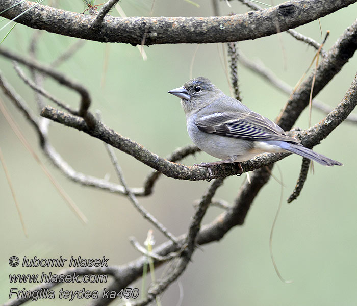 Fringilla teydea ka0450