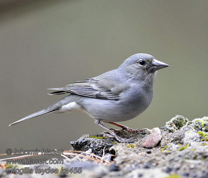 Fringilla teydea Pinka modrá