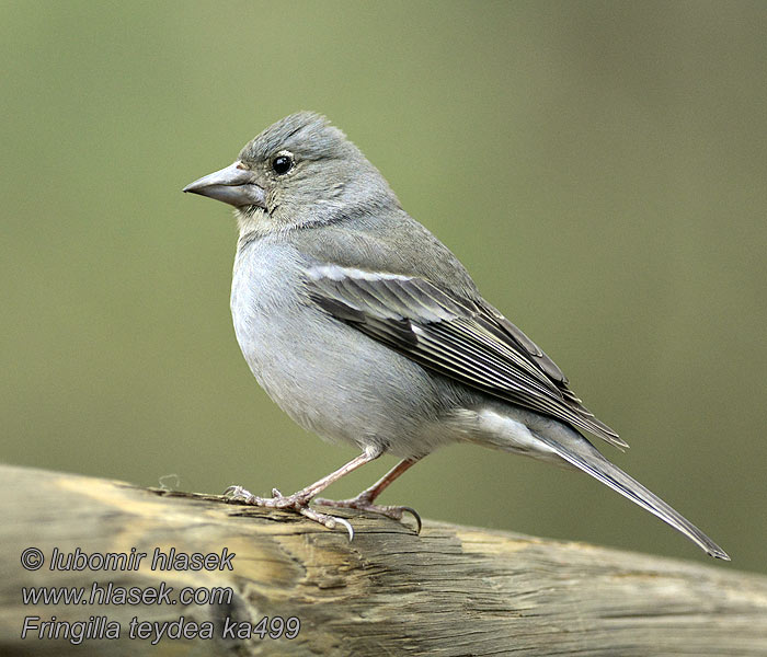 Fringilla teydea Синий зяблик