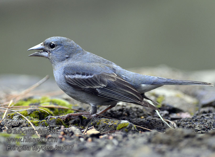 Fringilla teydea ka0507