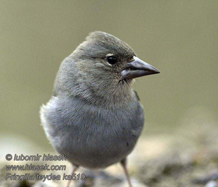 Fringilla teydea Blauwe Vink Kanarianpeippo Blå Bogfinke 蓝燕雀