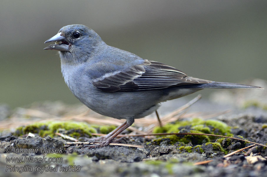 Fringilla teydea Blåfink Tentilhão-azul Mavi İspinoz カナリアオアトリ