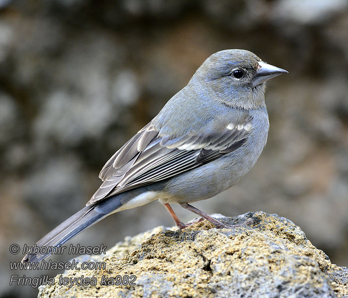 Fringilla teydea Fringuello Teide