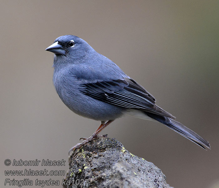 Fringilla teydea Blauwe Vink Kanarianpeippo