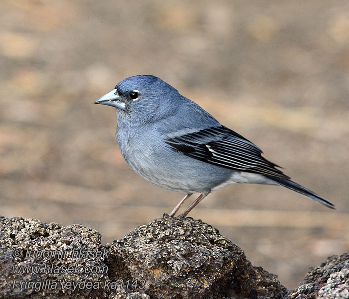 Fringilla teydea 蓝燕雀 Blåfink Tentilhão-azul Mavi İspinoz