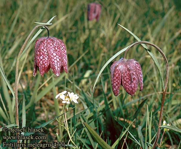 Fritillaria meleagris Fritillary Snakeshead Lily Almindelig Vibeag