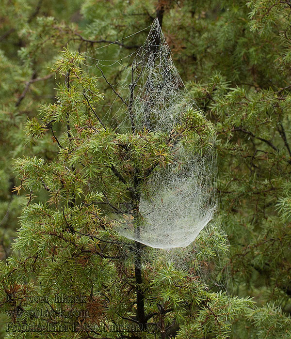 Frontinellina frutetorum