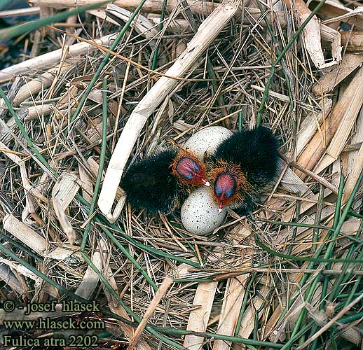 Fulica atra 2202