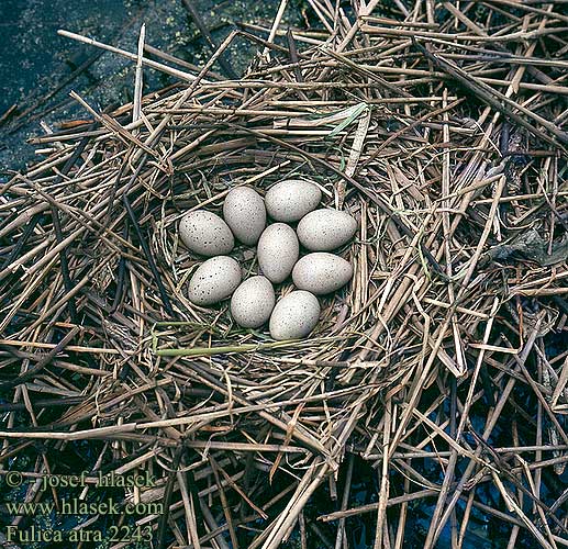 eggs nests Fulica atra Coot Bläßhuhn Foulque macroule