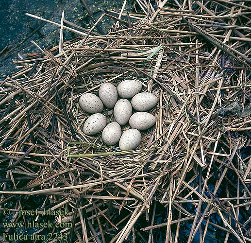 Fulica atra 2243