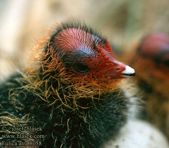 Fulica atra 8058